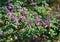 Pink purple flowers and buds of Australian native Indigo, Indigofera australis, family Fabaceae