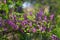 Pink purple flowers and buds of Australian native Indigo, Indigofera australis, family Fabaceae