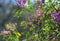 Pink purple flowers and buds of Australian native Indigo, Indigofera australis, family Fabaceae