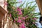 Pink and purple flowers on a bush on a house fasade