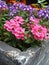 Pink and purple flowers in a granite flower pot