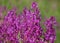 Pink purple flowers of Great Milkwort on a meadow. Polygala major