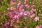 Pink and purple flowers of the Immortelle Xeranthemum annuum in the garden