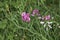 Pink purple flowers of Lathyrus sylvestris plant