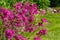 Pink Purple Flowers Lychnis viscaria. Flowering plant in the garden .