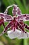 The pink and purple flowers of an Odontoglossum