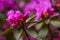 Pink purple flowers of a Rhododendron inflorescence