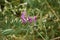 Pink purple flowers and seed pods of Lathyrus sylvestris plant