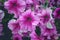 Pink, purple flowers of surfinia ampelous petunia . Summer flowers. Floral postcard with pink surfinia. Garden, seasonal gardening