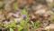 Pink and purple forest flowers in the wind. Flowers of Pulmonaria officinalis. Bumblebee collects nectar and pollinates