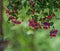 Pink and Purple Fuchsia Blossoms