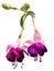 Pink-purple fuchsia flowers