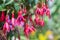 Pink and purple fuchsia flowers background