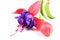 Pink and Purple fushia flower