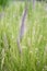 Pink purple grass spike green meadow