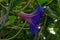 Pink and purple hibiscus in sharp focus, Toronto, ON, Canada