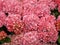 Pink purple Hortensia Hydrangea flowers