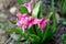 Pink and purple hyacinth in the early sping. Spring flowers. Hyacinth flower