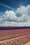 Pink and purple hyacinth field with beautiful clouds