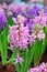 Pink and purple hyacinthus
