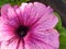 Pink and purple large flower buds of Petunia