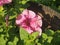 Pink and purple large flower buds of Petunia