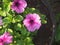 Pink and purple large flower buds of Petunia