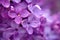 Pink purple lilak flower head violet single twig shrub
