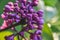 Pink purple lilak flower head violet single twig shrub buds and rain