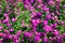 Pink, purple, magenta, violet flower color blooming in the garden