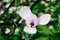 Pink, purple Magnolia flower with green leaves on a tree branch. Background, outdoor, nature. Magnolia bloom in the spring season