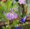 Pink purple mauve lobelia flowers flower plants plant summer country rural pretty beautiful garden cottage