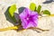 Pink purple morning glory Goats foot creeping beach flower Mexico