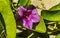 Pink purple morning glory Goats foot creeping beach flower Mexico