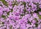 Pink and purple moss phlox flowers.