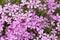 Pink and purple moss phlox flowers