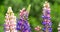 Pink And Purple Muscari Armeniacum Spring Flowers