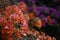 Pink, purple and orange bougainvillea flowers closeup. Exotic flowers background