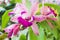 Pink and purple orchid flowers with green leaf