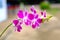 Pink or purple orchid flowers, Orchid Queen of flowers.