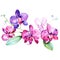 Pink purple orchids floral botanical flower. Watercolor background set. Isolated bouquet illustration element.