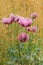 A pink and purple Oriental Poppy papaver orientale