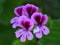 Pink and purple Pelargonium rose geranium flower