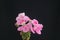 Pink Purple Pelargonium Standing Black Background