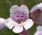 Pink-purple Penstemon during Texas spring wildflower season.