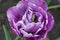 Pink Purple Peony wild flower - Paeonia mascula