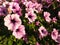Pink and purple petunias on the flowerbed. Lush flowering of summer flowers. Petunia or Petunia is a genus of herbaceous