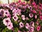 Pink and purple petunias on the flowerbed. Lush flowering of summer flowers. Petunia or Petunia is a genus of herbaceous