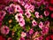 Pink and purple petunias on the flowerbed. Lush flowering of summer flowers. Petunia or Petunia is a genus of herbaceous