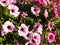 Pink and purple petunias on the flowerbed. Lush flowering of summer flowers. Petunia or Petunia is a genus of herbaceous